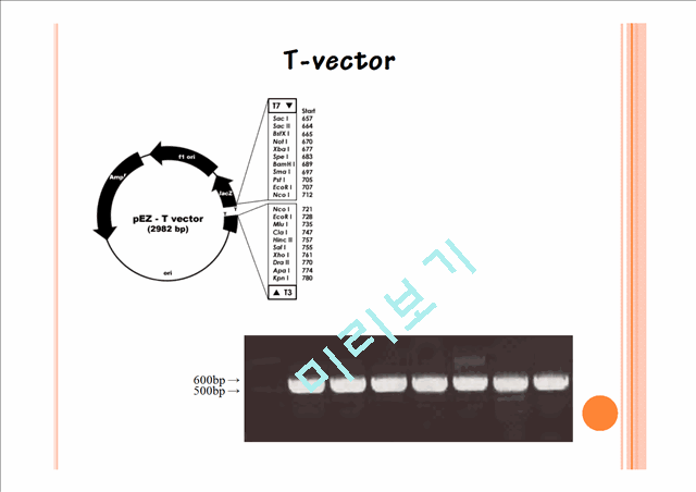 ligation & transformation   (7 )